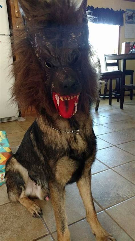 Werewolf Halloween Dog Costume Dog Halloween Costumes Dog Halloween