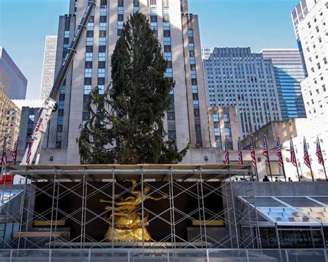Rockefeller Center Christmas Tree Goes Up Lighting Dec 2