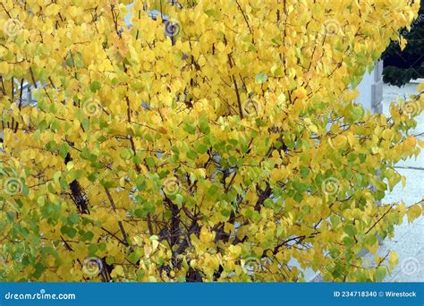 With Yellowing Leaves Trees With Yellowing Leaves In Autumn Stock