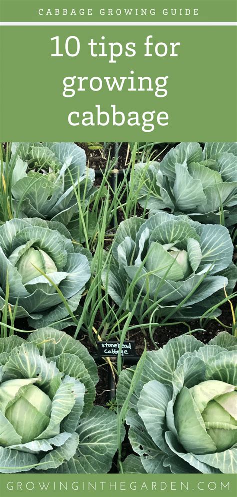 Cabbage Growing Guide Growing Cabbage How To Grow Cabbage Grow Cabbage