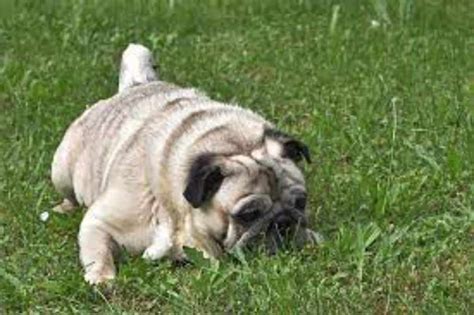 How Long Are Pugs Pregnant Pug Pregnancy Stages And Symptoms