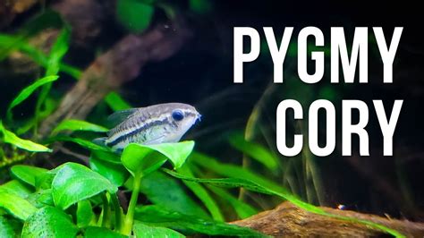 Pygmy Corydoras Care Guide Breeding Food And More Youtube