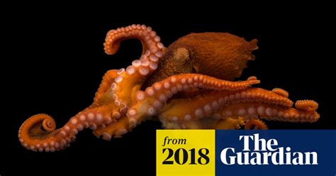 The Undersea And The Ecstasy Mdma Leaves Octopuses Loved Up