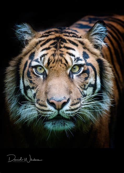 Sumatran Tiger 500px Tiger Wallpaper Sumatran Tiger Tiger Face Cat
