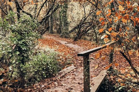 Where To Discover Spectacular Autumn Scenes In British Woodlands