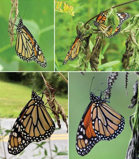 monarch butterflies danaus plexippus plexippus gathering download scientific diagram