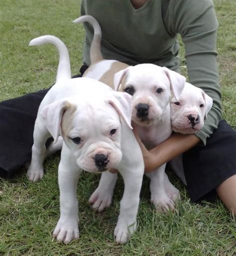Goes by the name of blue. American Bulldog Puppies For Sale | Tampa, FL #220250