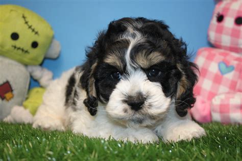 Buy and sell on gumtree australia today! Cock-a-poo Puppies For Sale - Long Island Puppies