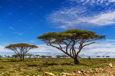African Acacia Trees High Quality Nature Stock Photos ~ Creative Market