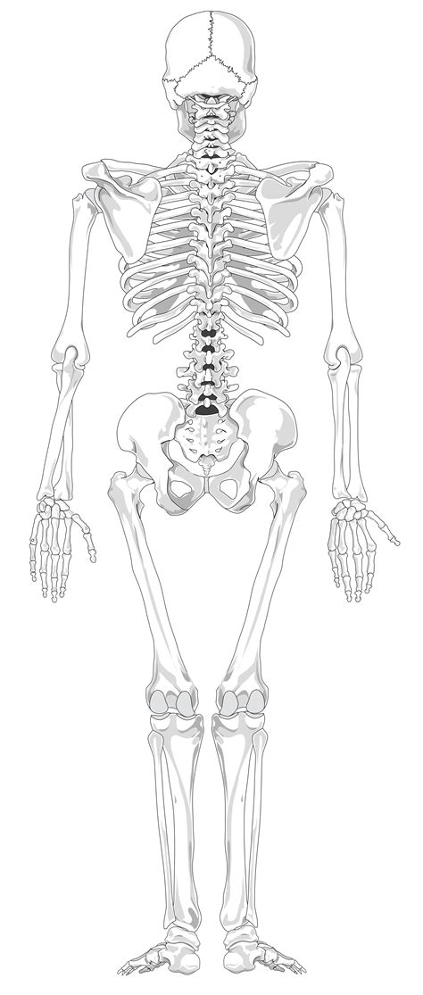 Unlabeled Diagram Of The Human Skeleton Human Skeleton