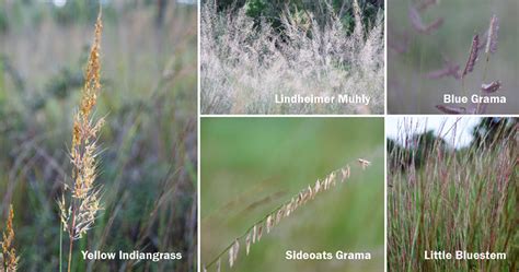 It grows wild in central and south texas. Landmark Wildlife Management » Kicking Grass and Taking ...