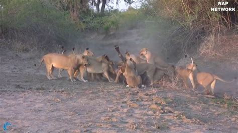 Documentaire animalier sauvage d'Afrique 👍! - YouTube
