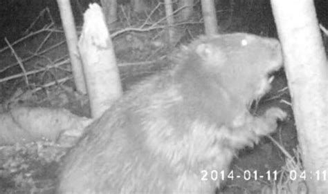 Britains First Wild Beaver For 500 Years Caught On Camera Nature News Uk