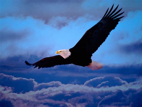 Pin By Sam J On Nature Eagle Wallpaper Bald Eagle Eagle In Flight