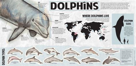Dolphins Dolphin Facts Dolphins Infographic