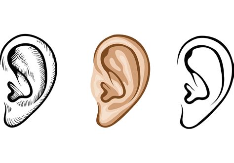 Human Ear Vector Art Icons And Graphics For Free Download