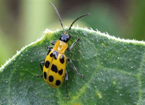 Many bugs give us reason for pause, including spiders, chiggers, bees and lice. Twelve Spotted Cucumber Beetles might be repelled by ...