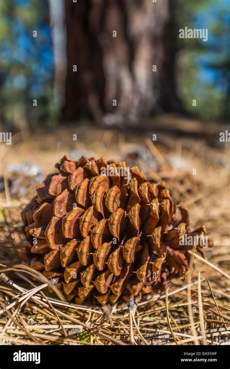 Ponderosa Pine Cone Hi Res Stock Photography And Images Alamy