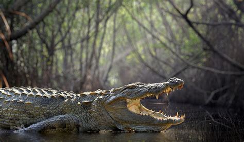 What Is The Difference Between A Crocodile And An Alligator Worldatlas