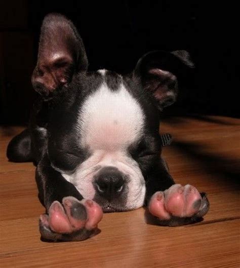 Boston Terrier Puppy Is Stretching Teh Cute