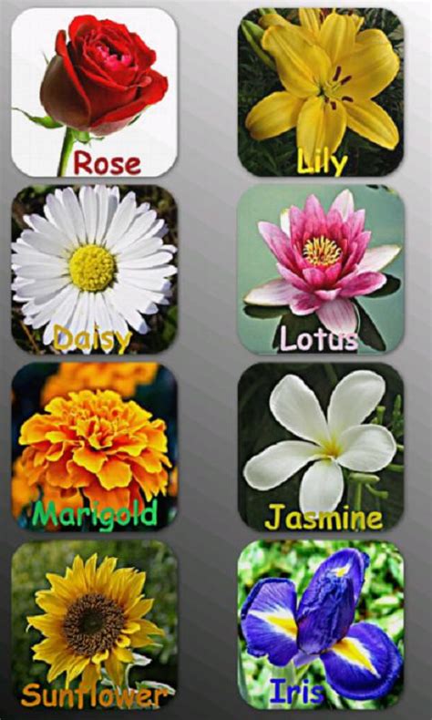 Flowers name list in malayalam. Flowers Names In Telugu | Best Flower Site