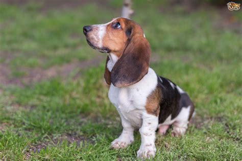 Basset Hound Dog Breed Facts Highlights And Buying Advice Pets4homes
