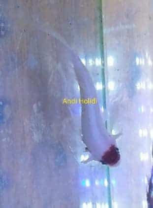 Tancho koi betta fish for sale - Betta fish for sale