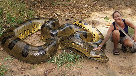 Largest Anaconda Snake Ever Caught Basicklo