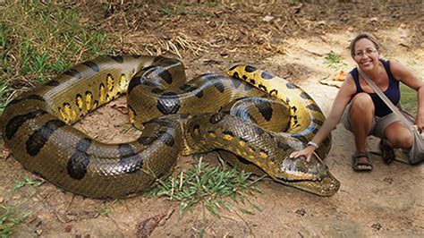 Largest Green Anaconda Ever Found