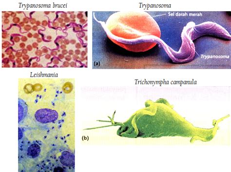 We did not find results for: Gambar Protista Mirip Hewan Flagellata - Gambar Hewan