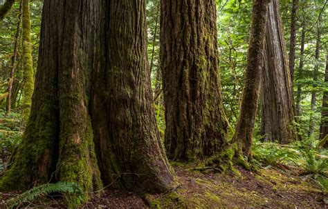 What Are Old Growth Forests And Where Can They Be Founddogwood Alliance
