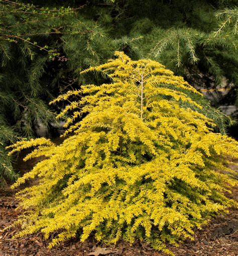 Golden Duchess Hemlock A Dwarf Evergreen Variety With Golden Yellow
