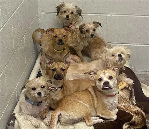 Humane Society Saves 80 Dogs From Ohio House in its Largest Rescue