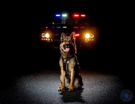 Police K9 Wallpaper Posted By Christian Harvey