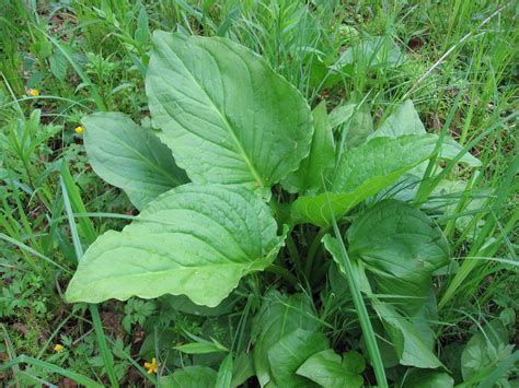 Wild Edible And Medicinal Plants Alaskan Tinfoil Skunk Cabbage
