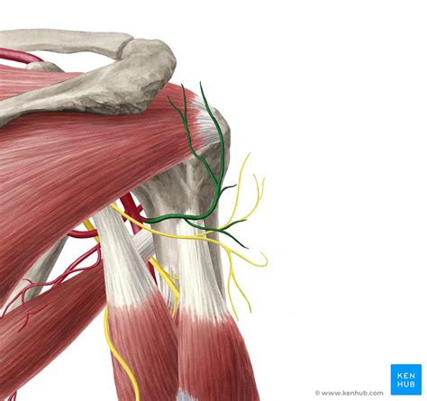 Posterior Circumflex Humeral Artery Course Supply Kenhub