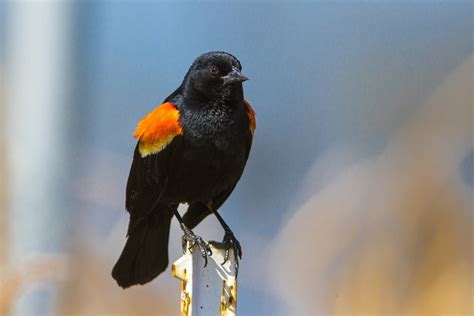 Download Bird Blackbird Animal Red Winged Blackbird Hd Wallpaper