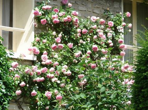 Tips For Growing Climbing Roses Arbor Hill Trees Omaha Blogarbor Hill