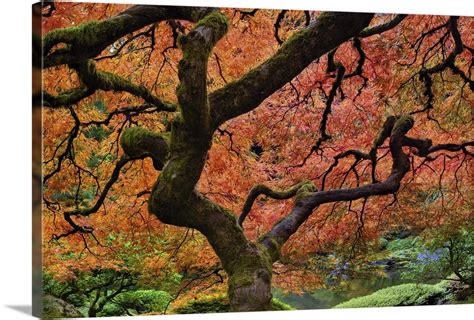 Maple Tree At Portland Japanese Garden In Fall Wall Art Canvas Prints