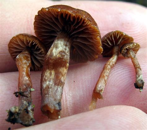 Psilocybe Montana Mushroom Hunting And Identification Stuffed
