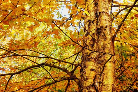 Yellow Birch Betula Allegheniensis Deciduous Trees Cold Stream Farm