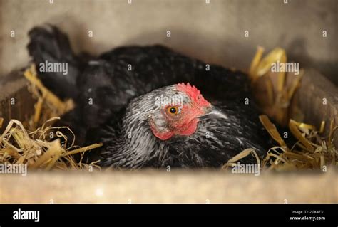 Hen Hatching Eggs In Nest Stock Photo Alamy