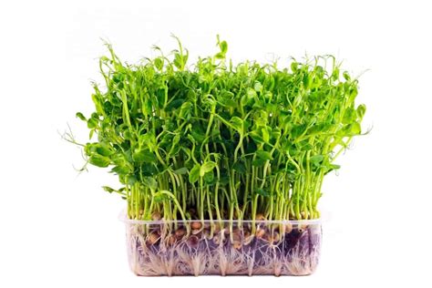 Growing Microgreens Hydroponically Step By Step Grower Today