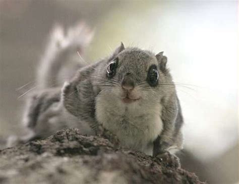 Siberian Flying Squirrel Life Expectancy