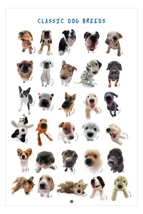 Different canine breeds are closely related in shape, size, physical, and in a list of dog breed, there are hundreds of known and acknowledged breeds of dogs. the daily paw: April 2011