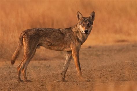 20 Extinct Or Endangered Wolves Hubpages