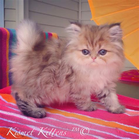 Find persian kitten in cats & kittens for rehoming | 🐱 find cats and kittens locally for sale or adoption in ontario : ️Kismet Kittens: For Golden Chinchilla Shaded Doll Face ...