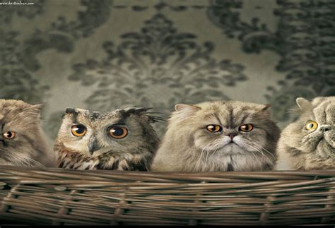 Buatlah gambar oval memanjang di bagian bawah burung hantu anda, tiga oval di setiap sisinya, kemudian buatlah dua garis horizontal. Gambar Wallpaper Burung Hantu Kartun - Gudang Wallpaper