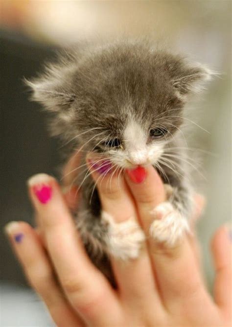15 Really Cute Kittens Animals Cute Animal Pictures Cute Baby