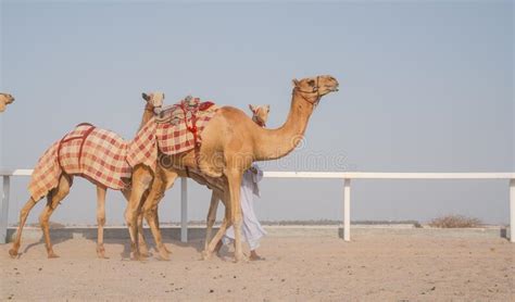 To run a camel route manually you can use fluentproducertemplate. 222 Camel Jockey Photos - Free & Royalty-Free Stock Photos ...